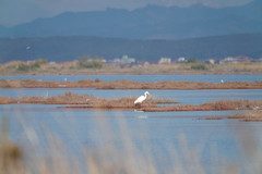 Ardea alba