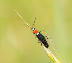 Carphurus cyanopterus