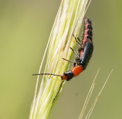 Carphurus cyanopterus