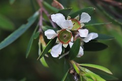 Leptospermum whitei