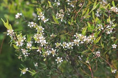Leptospermum whitei
