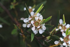 Leptospermum whitei