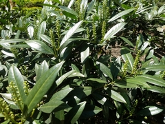 Prunus laurocerasus