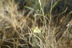 Odontites longiflorus