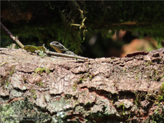 Sceloporus anahuacus