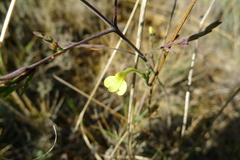 Odontites longiflorus