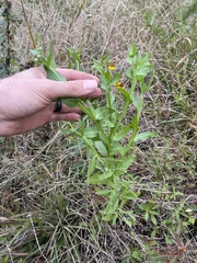 Helenium microcephalum