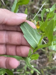 Helenium microcephalum