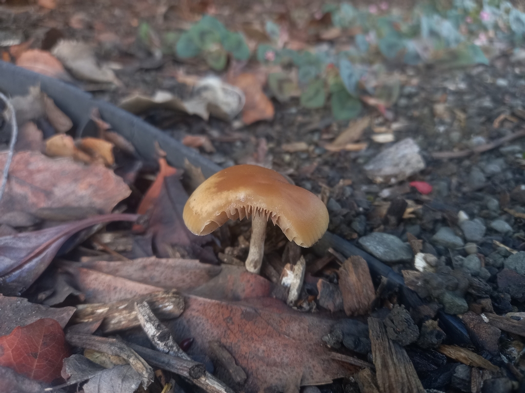 Psilocybe allenii in December 2021 by morpheous · iNaturalist