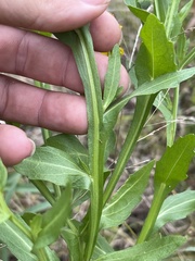 Helenium microcephalum