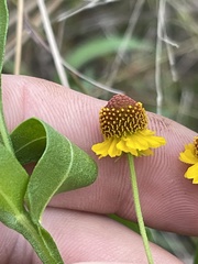 Helenium microcephalum