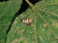 Asphaera nobilitata