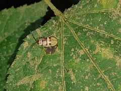 Asphaera nobilitata