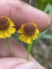 Helenium microcephalum