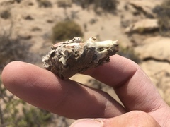 Ctenomys