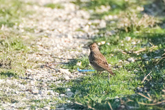Galerida cristata