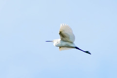 Egretta garzetta