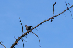 Patagioenas maculosa