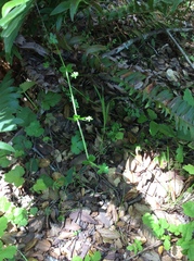 Galium californicum californicum