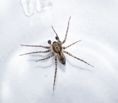 Anyphaenidae