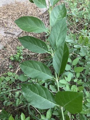 Citharexylum berlandieri