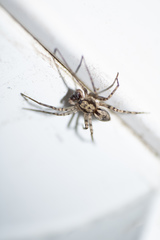 Anyphaenidae