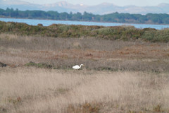 Ardea alba
