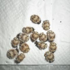 Chelymorpha cribraria