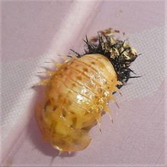 Chelymorpha cribraria