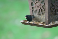 Junco hyemalis