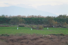 Ardea alba