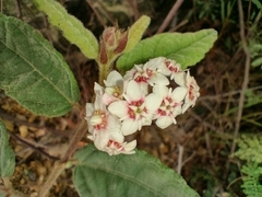 Commersonia dasyphylla