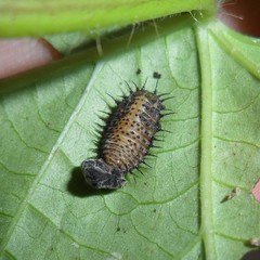 Chelymorpha cribraria