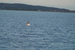 Chroicocephalus genei