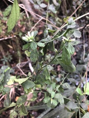 Baccharis glomeruliflora