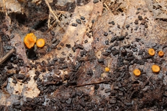 Arachnopeziza aurelia