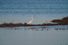Ardea alba