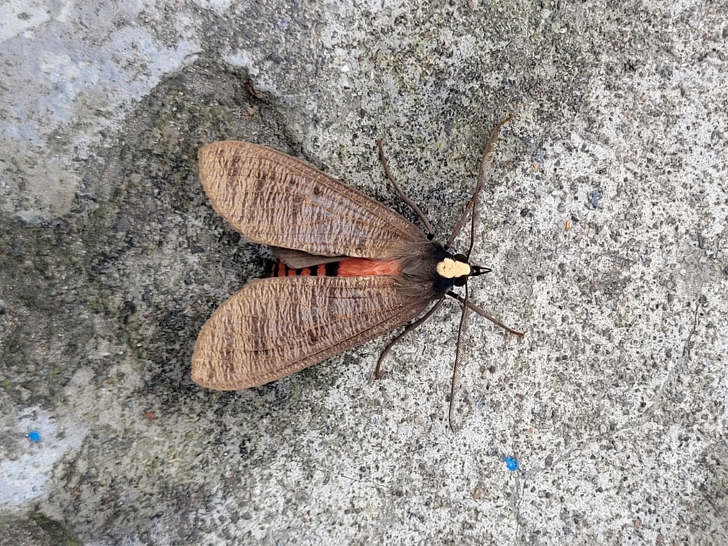 Opharus rhodosoma