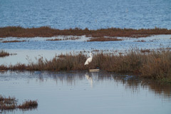 Egretta garzetta