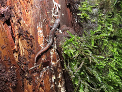 Pseudoeurycea altamontana