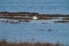 Egretta garzetta