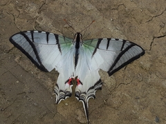 Protesilaus protesilaus