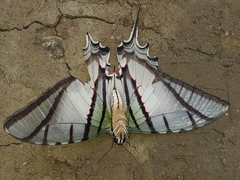 Protesilaus protesilaus