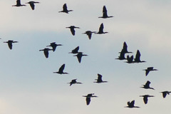 Phalacrocorax carbo