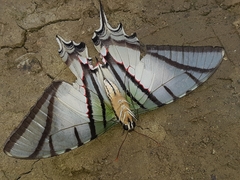 Protesilaus protesilaus