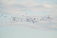 Phalacrocorax carbo