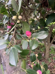Camellia