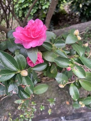 Camellia