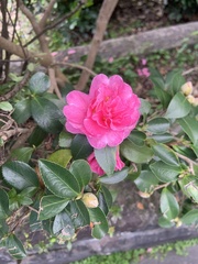 Camellia