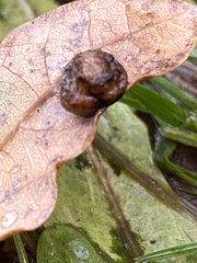 Cynips quercusfolii